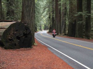 redwoods_th